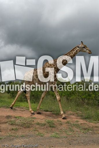 Giraffe (75 von 94).jpg